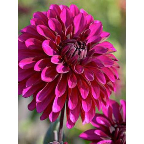 Dahlia Gpe décoratif 'Purple Flame' Bulbe calibre I