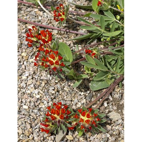 Anthyllis 'var. coccinea' Godet de 8/9 cm