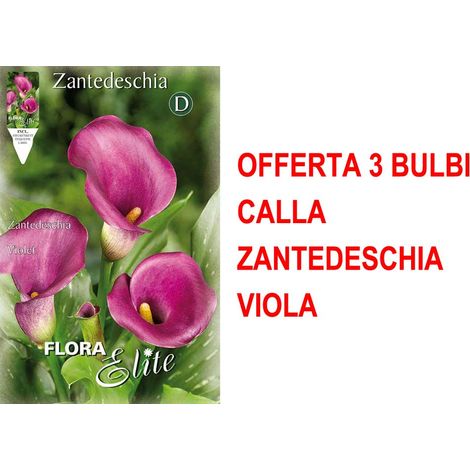 BULBI PRIMAVERILI OFFERTA 3 BULBI CALLA ZANTEDESCHIA VIOLA BULBO BULBS