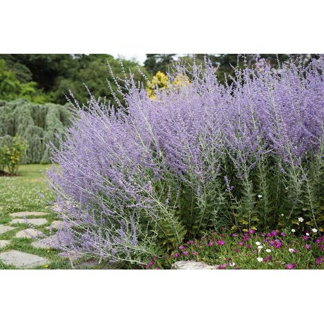 PEROVSKIA  BLUE SPIRE SALVIA RUSSA IN VASO 18CM