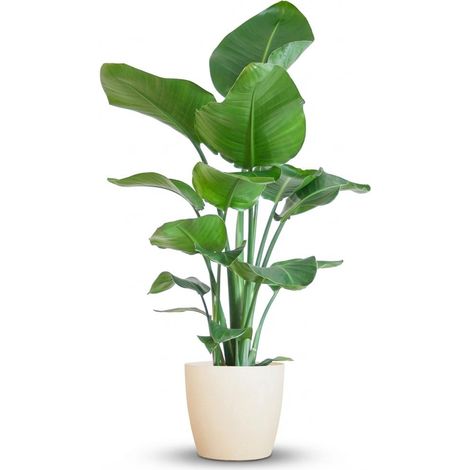 Strelitzia Nicolai Plante Verte Oiseau de Paradis avec Pot Biodégradable Blanc 80 cm Ø21 cm - PANGIVO (1/4)