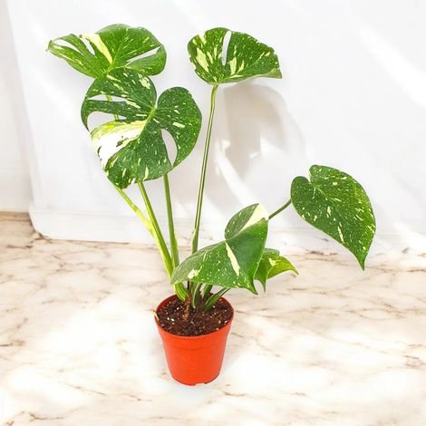 Gardenaria Monstera deliciosa 'Thai Constellation' - Pianta da interno ornamentale - Altezza: 35 cm (vaso 12) (1/5)