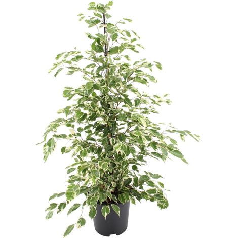 Ficus benjamina Twilight - Plante d'intérieur - Feuillage vert - Pot Ø 21 cm - Hauteur 95 cm - PANGIVO