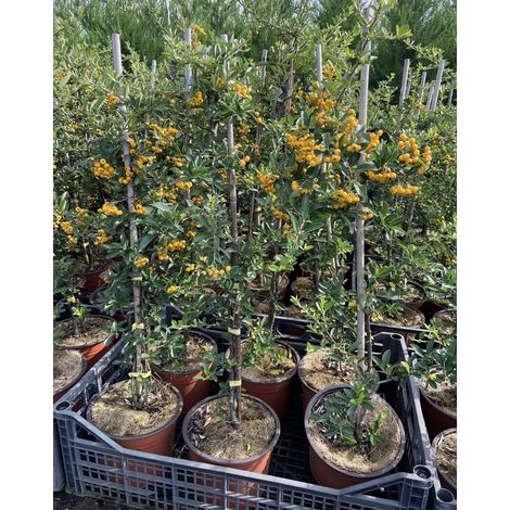 Gardenaria Pyracantha 'Soleil d'or' - Arbusto ornamentale da giardino - Altezza: 50/70 cm (vaso19) (1/5)