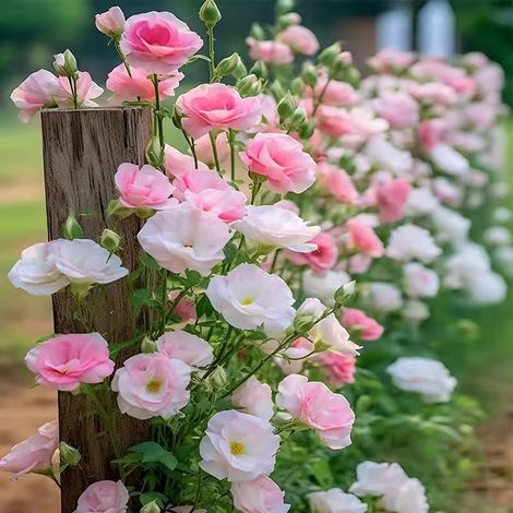 500 graines de lisianthus rose et blanc - Floraison originale et colorée, facile à cultiver, idéal pour jardin et pots décoratifs