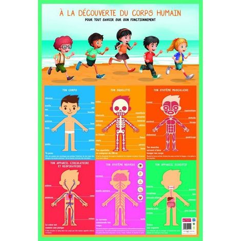 Poster pédagogique - Corps humain - 52 x 76 cm - Multicolore - Effaçable à sec - Enfant