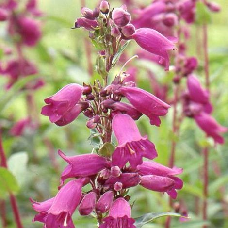 Penstemon Pen Purple | Conditionnement: Lot de 5 godets (1/5)