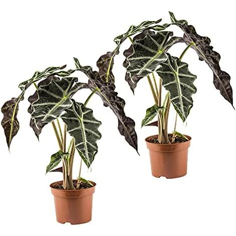 Alocasia amazonica ou Alocasia polly plante en pot 17cm H 50cm photos réelles plantes d'intérieur