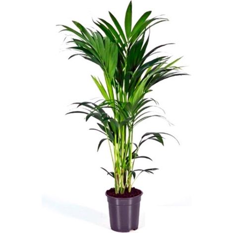 Planta Natural Kentia en Maceta M24. Altura 180 Cm