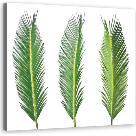 Cadre déco Feuille de palmier Nature 50x50 (1/5)