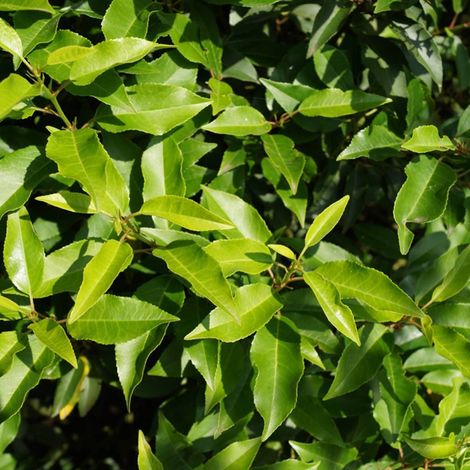 Laurier du Portugal 'Angustifolia' - 40-50 cm pot (1/4)