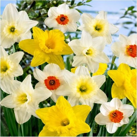 Narcisses Grande Couronne Sgaravatti 5 bulbes en mélange, grandes fleurs printanières colorées pour massif - 617266 (1/3)