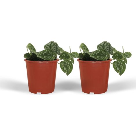 Lot de 2 Scindapsus Pictus Epipremnum - Plante Verte Tombante et Grimpante - Pot ø12 cm - 15 cm - PANGIVO (1/5)