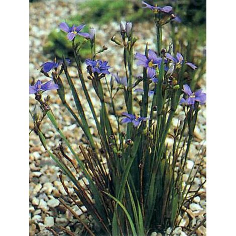 Bermudienne à feuilles étroites Godet de 8/9 cm