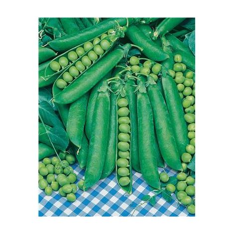 POIS TELEPHONE A RAME - 150 G