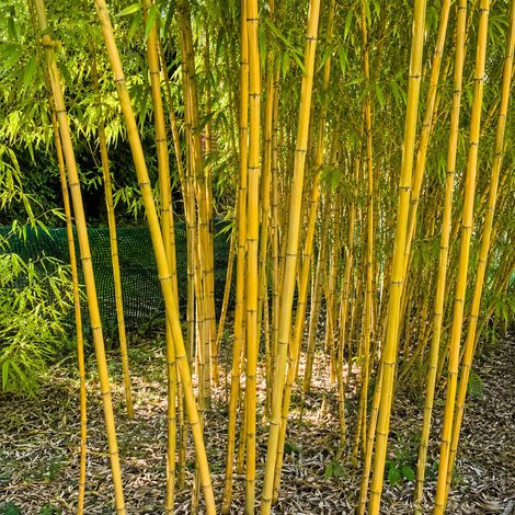 Gardenaria Bambù Giallo - Phyllostachys aureosulcata 'Aureocaulis' - Bambù ornamentale da esterno - Altezza: 100/125 cm (vaso19)