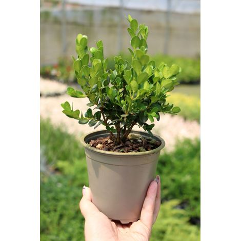 48 piante di Bosso "Buxus microphylla Faulkner" pianta da siepe sempreverde in vaso ø13 cm FOTO REALE