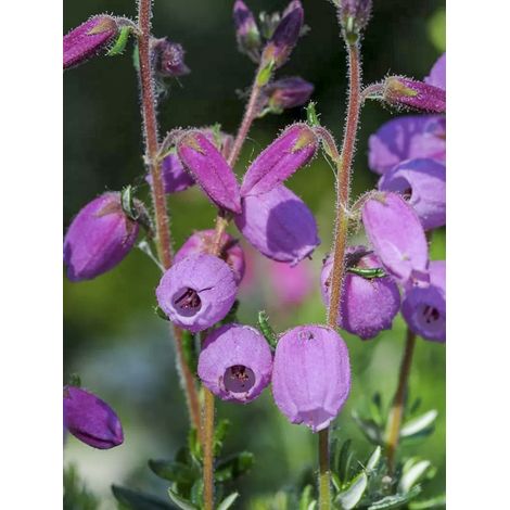 Bruyère d'Irlande, Bruyère de Saint-Daboec 'Vanessa' Pot de 10 cm/11cm (1/2)
