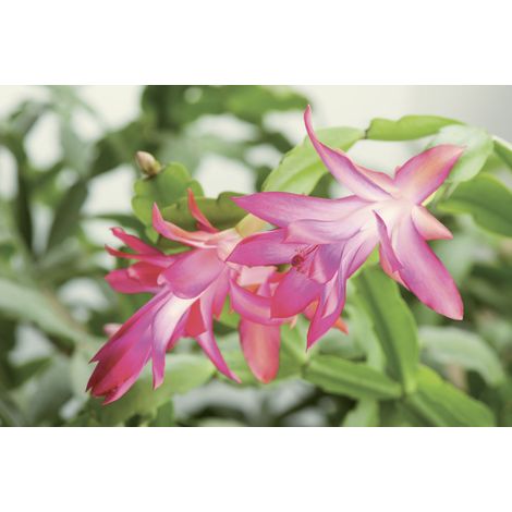 Schlumbergera in vaso 13 – Cactus di Natale elegante e fiorito (1/3)