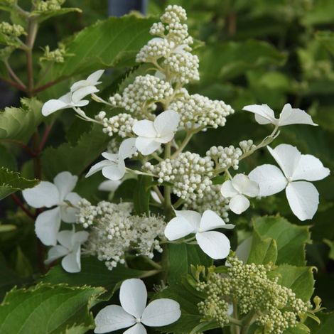 Hortensia paniculé 'Levana'® - 40-50 cm pot