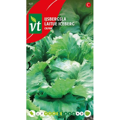 Laitue Glaciale Calmar - Ca. 1 gr (Livraison Gratuite) (1/2)