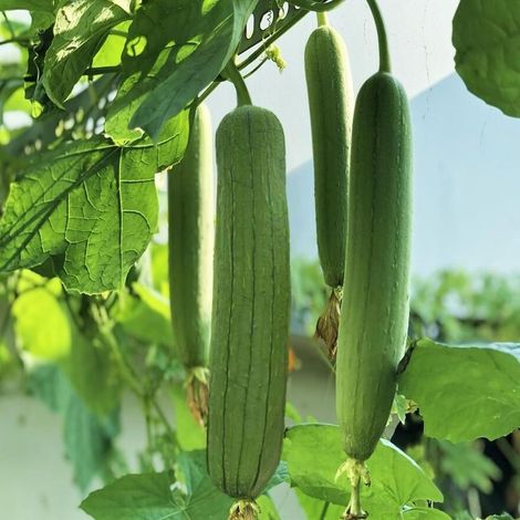 50 pièces Graines Courge Luffa Premium – Potager Maison, Légumes Naturels, Récolte Rapide et Abondante (1/4)