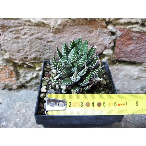 Haworthia reinwardtii 4 cm, cactus, pianta grassa