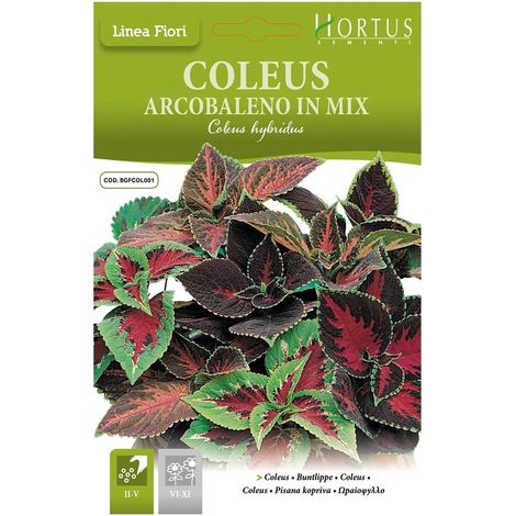 Mix de coleus arcobaleno décoratif