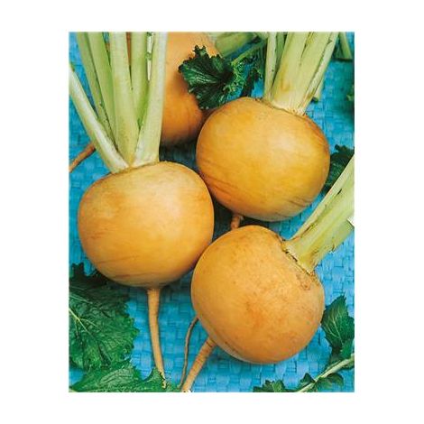 NAVET JAUNE BOULE D OR - 10 G