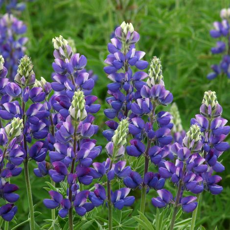 Graines de Lupin annuel Avalune Blue - Lupinus hartwegii le sachet de 40 graines (1g) (1/2)