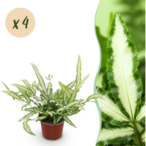 Lot de 4 Fougères Pteris cretica Albolineata Plantes d'Intérieur Panachées Amie des Animaux 12 cm - PANGIVO (1/5)
