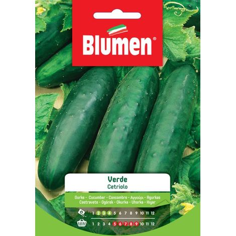 Blumen Semi di Cetriolo Verde