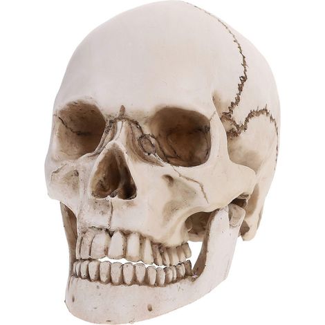Réplique grandeur nature (échelle 1:1) d'un crâne humain en résine, modèle anatomique médical, squelette à usage pédagogique, décoration d'Halloween (1/3)