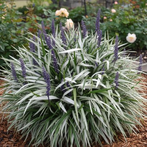 Liriope muscari Okina/Lot de 5 godets (1/5)