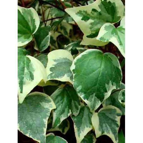 Lierre des Canaries 'Gloire de Marengo' Pot de 2L/3L
