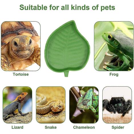 2 pièces - Bol à eau et à nourriture en forme de feuille pour reptiles, idéal pour tortues et serpents des blés. (1/5)