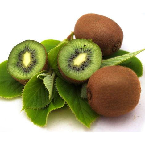 Kiwi chinensis Solo (autofertile)/Godet