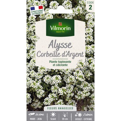 Alysse Corbeille d'Argent – Graines de fleurs blanches – Exposition soleil – Semis de mars à juin – Plante tapissante parfumée – Vilmorin (1/3)