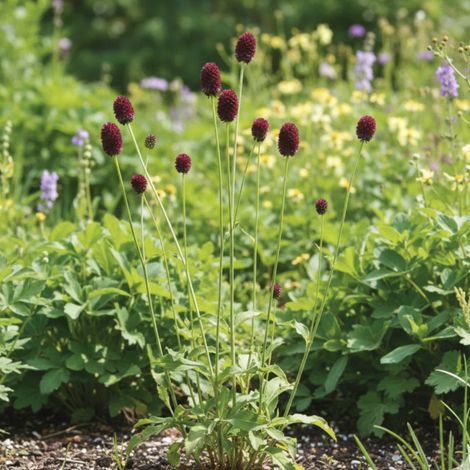 Sanguisorba - Pimprenelle officinale/Godet - 5/20 cm