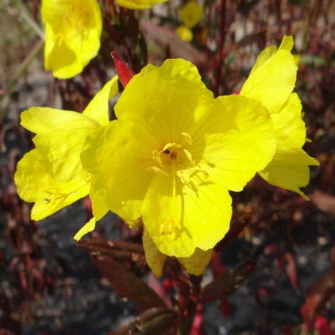 Oenothère fruticosa Sonnenwende | Conditionnement: Lot de 3 godets