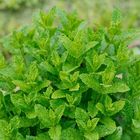 Menthe bergamote (Mentha piperita 'Bergamote')
