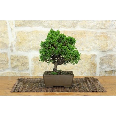 Bonsai di Ginepro Itoigawa (129)