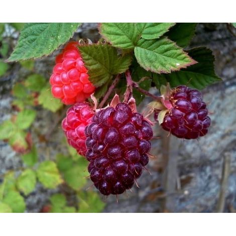PLANTE LOGANBERRY (RUBUS LOGANOBACCUS) H 110cm photos réelles (1/3)