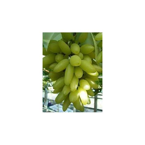 Plante de raisin Pizzutello blanc en pot H 70cm