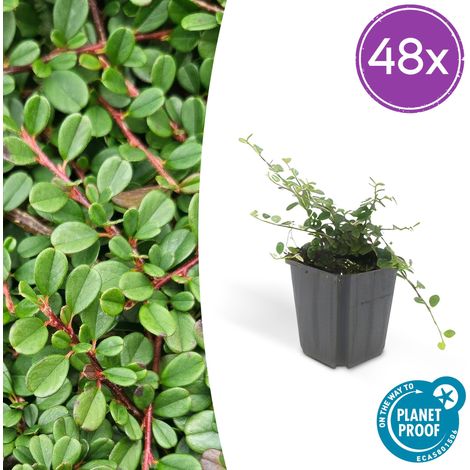 Lot de 48 Plantes Cotoneaster Streib's Findling Couvre-sol pour Jardin 10-25 cm Pot Ø 9 cm - PANGIVO (1/5)
