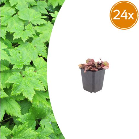 Lot de 24 Tiarella cordifolia Couvre-sol pour Ombre Fleurs Blanches Pot Ø 9 cm 10-25 cm - PANGIVO (1/5)