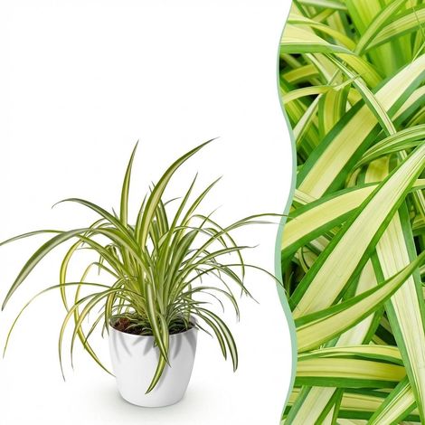 Chlorophytum comosum Variegatum - Plante Araignée Panachée avec Pot Blanc - Ø 12 cm - H 20 cm - PANGIVO (1/5)