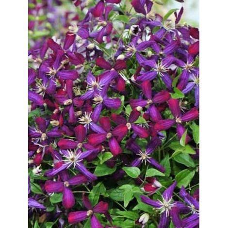 Clématite 'Sweet Summer Love'® Pot de 2L/3L