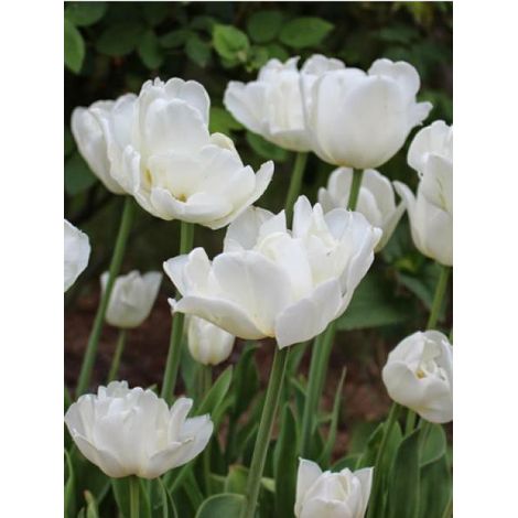 Tulipe 'Mount Tacoma' Bulbe calibre 11/12 (par 10) (1/2)