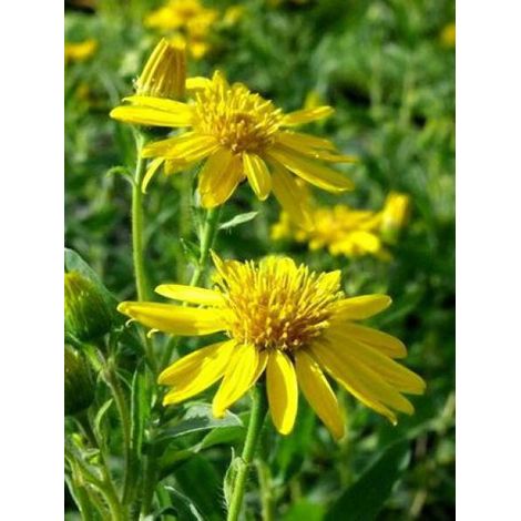 Aster 'Golden Sunshine' Godet de 8/9 cm